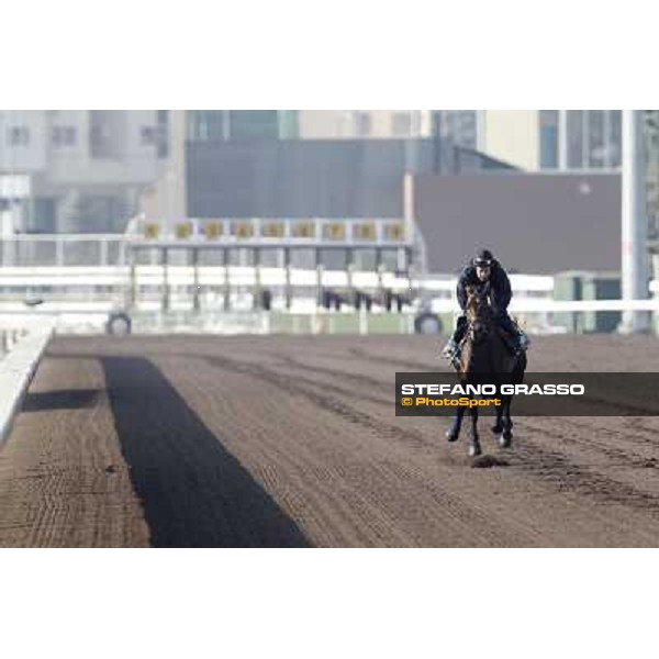 Morning trackworks at Sha Tin racecourse - Jakkalberry Hong Kong, 10th dec. 2011 ph.Stefano Grasso