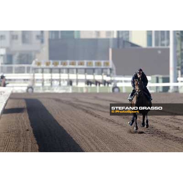 Morning trackworks at Sha Tin racecourse - Jakkalberry Hong Kong, 10th dec. 2011 ph.Stefano Grasso