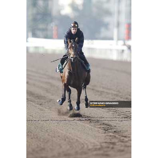 Morning trackworks at Sha Tin racecourse - Jakkalberry Hong Kong, 10th dec. 2011 ph.Stefano Grasso