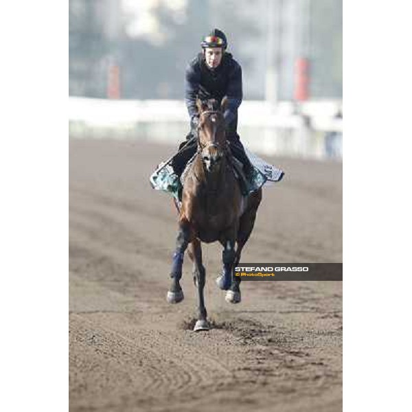 Morning trackworks at Sha Tin racecourse - Jakkalberry Hong Kong, 10th dec. 2011 ph.Stefano Grasso