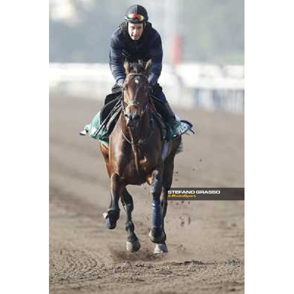 Morning trackworks at Sha Tin racecourse - Jakkalberry Hong Kong, 10th dec. 2011 ph.Stefano Grasso