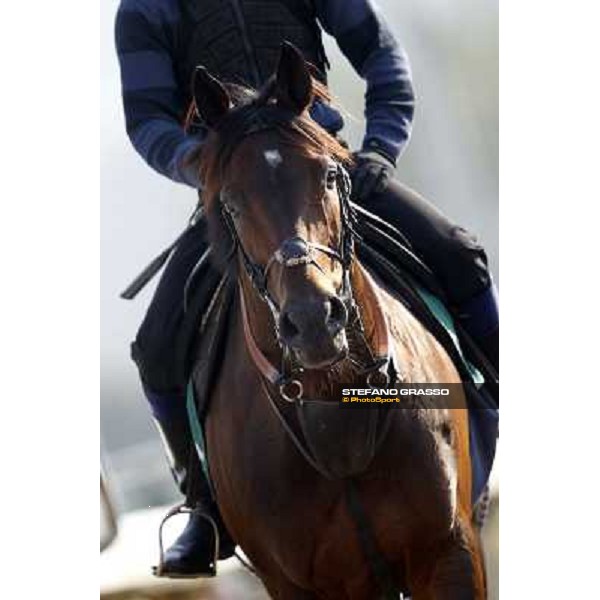 Morning trackworks at Sha Tin racecourse - Jakkalberry Hong Kong, 10th dec. 2011 ph.Stefano Grasso