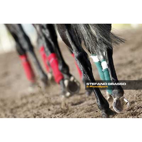 Morning trackworks at Sha Tin racecourse - Hong Kong, 10th dec. 2011 ph.Stefano Grasso