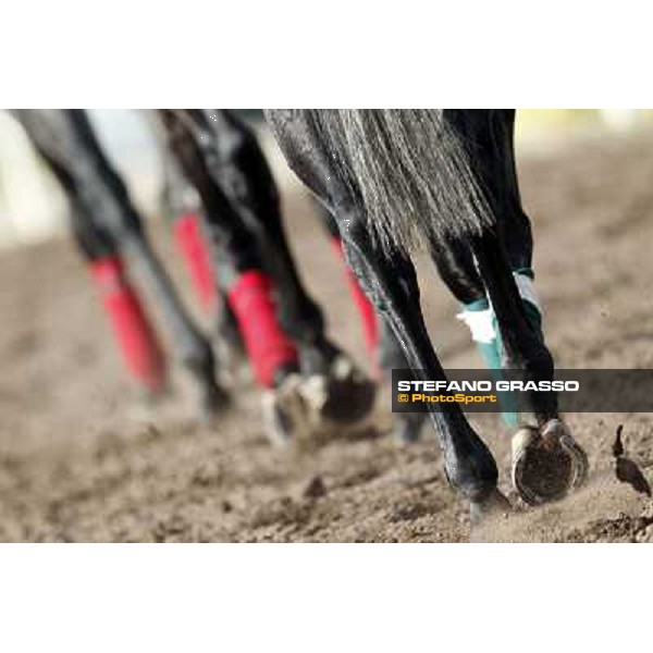 Morning trackworks at Sha Tin racecourse - Hong Kong, 10th dec. 2011 ph.Stefano Grasso