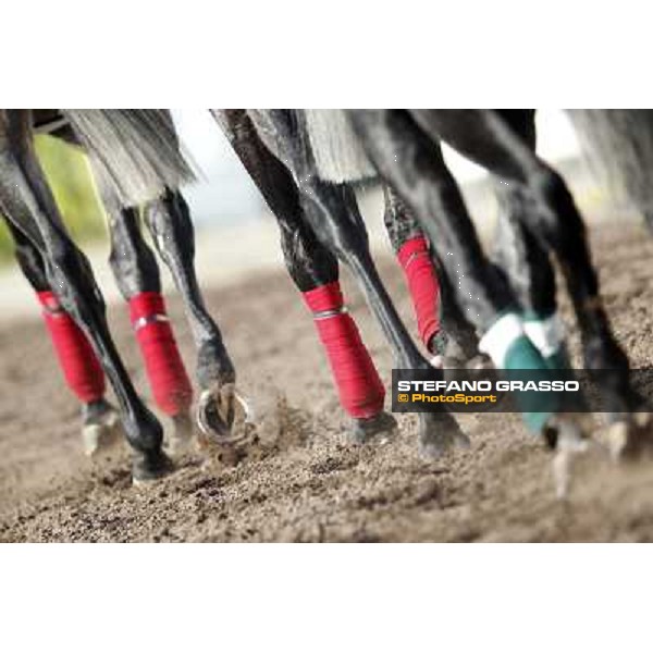 Morning trackworks at Sha Tin racecourse - Hong Kong, 10th dec. 2011 ph.Stefano Grasso