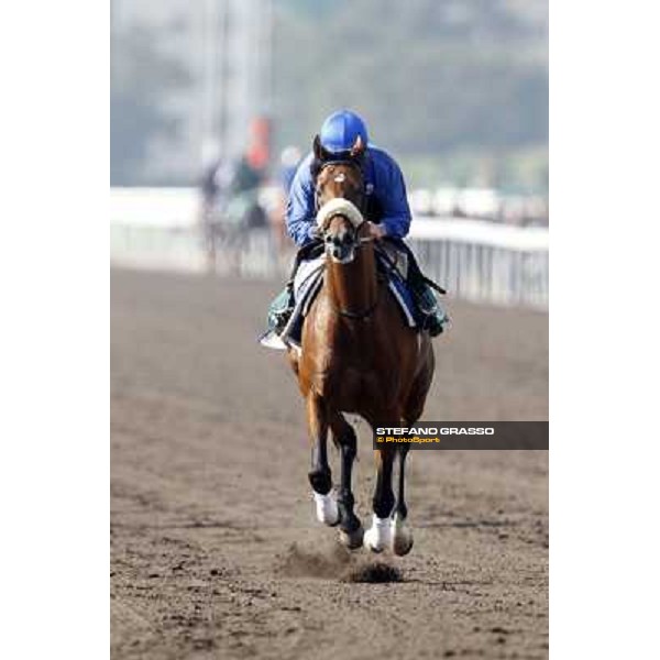 Morning trackworks at Sha Tin racecourse - Campanologist Hong Kong, 10th dec. 2011 ph.Stefano Grasso