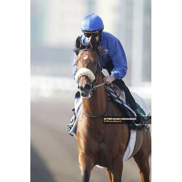 Morning trackworks at Sha Tin racecourse - Campanologist Hong Kong, 10th dec. 2011 ph.Stefano Grasso