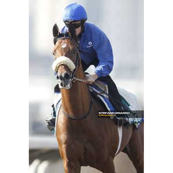 Morning trackworks at Sha Tin racecourse - Campanologist Hong Kong, 10th dec. 2011 ph.Stefano Grasso