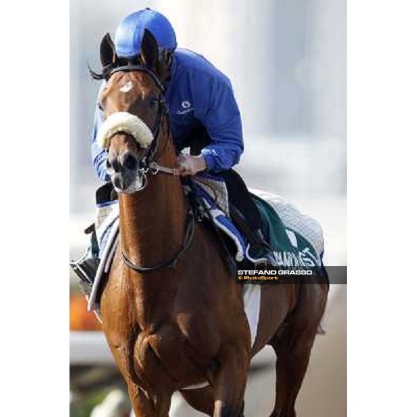 Morning trackworks at Sha Tin racecourse - Campanologist Hong Kong, 10th dec. 2011 ph.Stefano Grasso