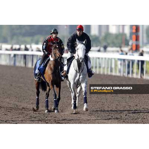 Morning trackworks at Sha Tin racecourse - Saphresa and the companion horse Hong Kong, 10th dec. 2011 ph.Stefano Grasso