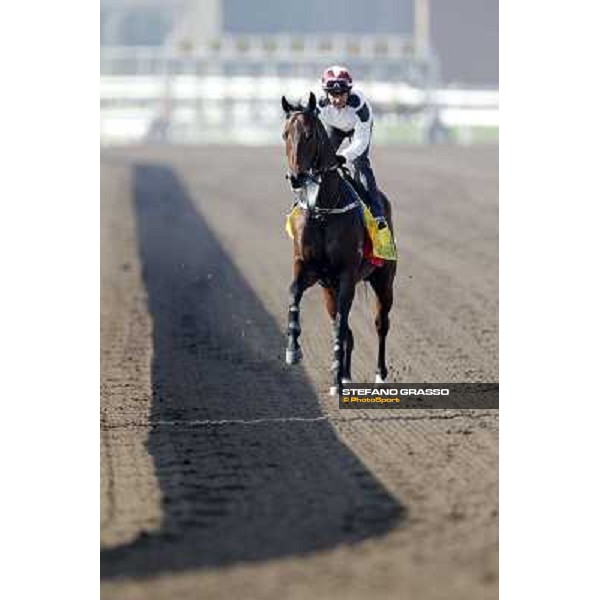 Morning trackworks at Sha Tin racecourse - Rocket Man Hong Kong, 10th dec. 2011 ph.Stefano Grasso