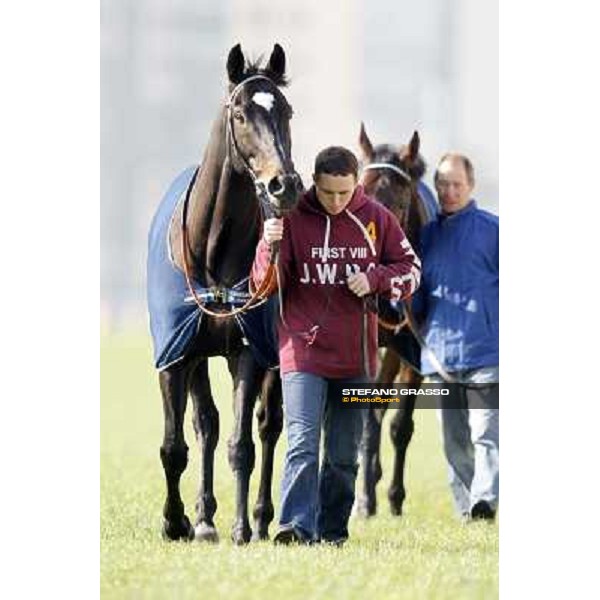 Morning trackworks at Sha Tin racecourse - Redwood and Ransom Note Hong Kong, 10th dec. 2011 ph.Stefano Grasso