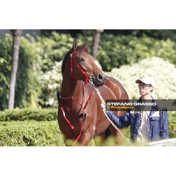 Sha Tin racecourse Hong Kong, 11th dec. 2011 ph.Stefano Grasso