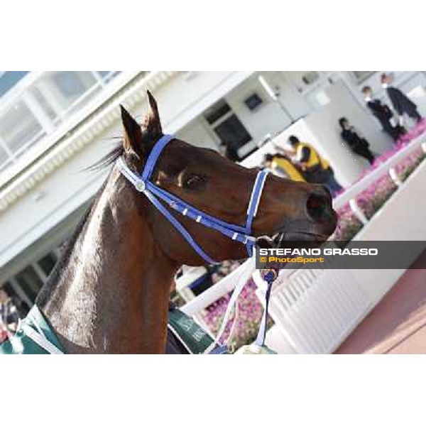 Brett Prebble on Lucky Nine wins the Cathay Pacific Hong Sprint Hong Kong, 11th dec. 2011 ph.Stefano Grasso