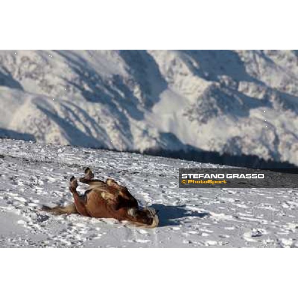 Hafling (BZ) - A freezing morning with the Haflinger ph.Stefano Grasso
