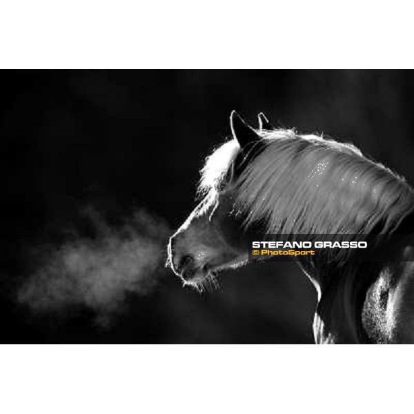 Hafling (BZ) - A freezing morning with the Haflinger ph.Stefano Grasso