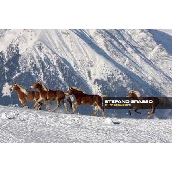 Hafling (BZ) - A freezing morning with the Haflinger ph.Stefano Grasso