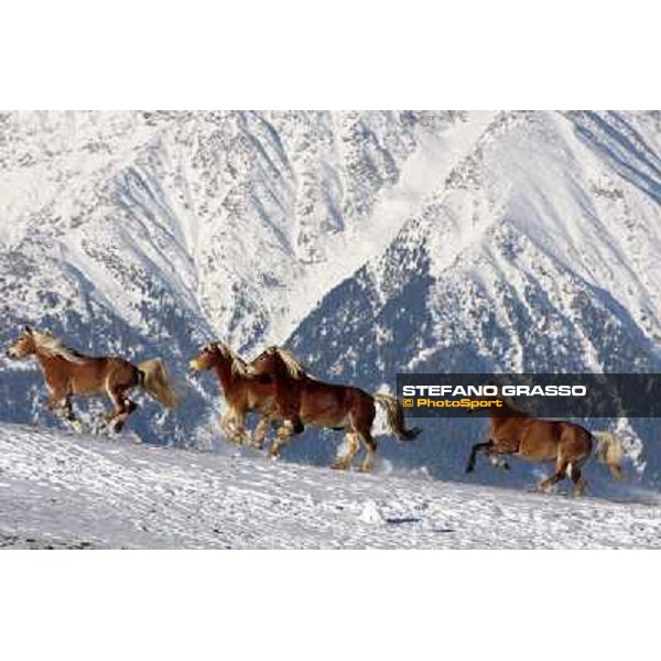 Hafling (BZ) - A freezing morning with the Haflinger ph.Stefano Grasso