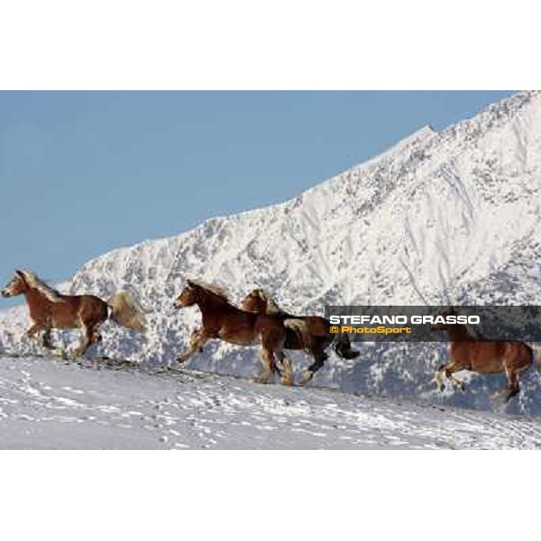 Hafling (BZ) - A freezing morning with the Haflinger ph.Stefano Grasso