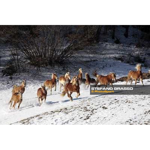 Hafling (BZ) - A freezing morning with the Haflinger ph.Stefano Grasso
