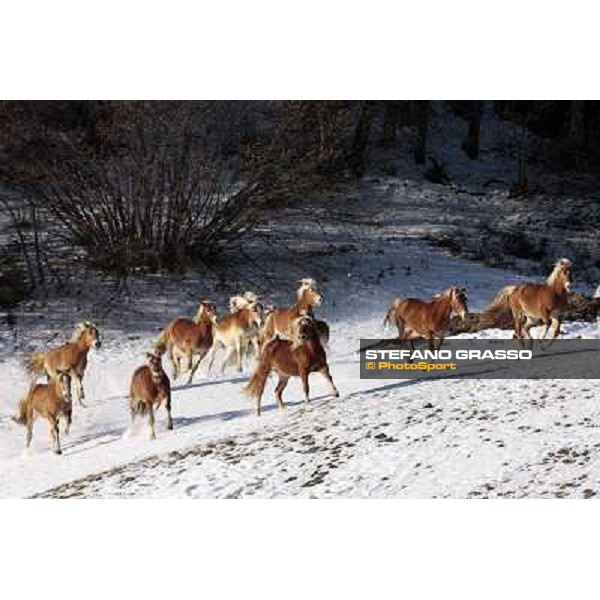 Hafling (BZ) - A freezing morning with the Haflinger ph.Stefano Grasso