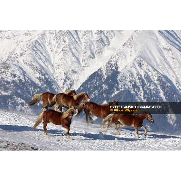 Hafling (BZ) - A freezing morning with the Haflinger ph.Stefano Grasso