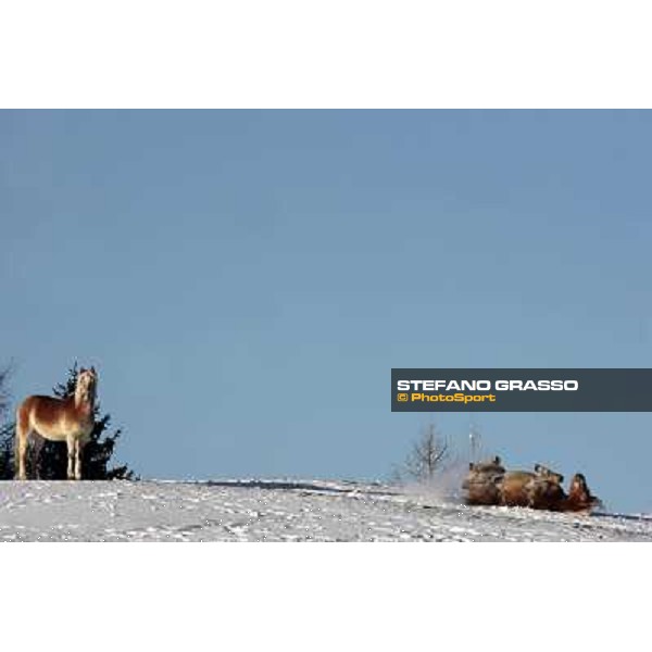 Hafling (BZ) - A freezing morning with the Haflinger ph.Stefano Grasso