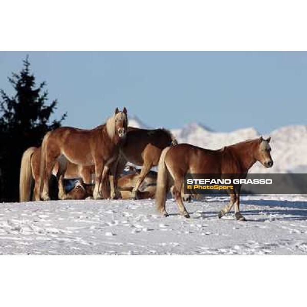 Hafling (BZ) - A freezing morning with the Haflinger ph.Stefano Grasso