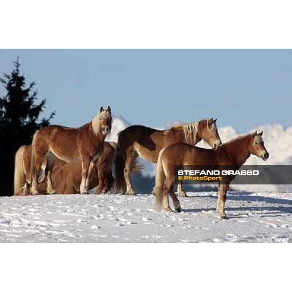 Hafling (BZ) - A freezing morning with the Haflinger ph.Stefano Grasso