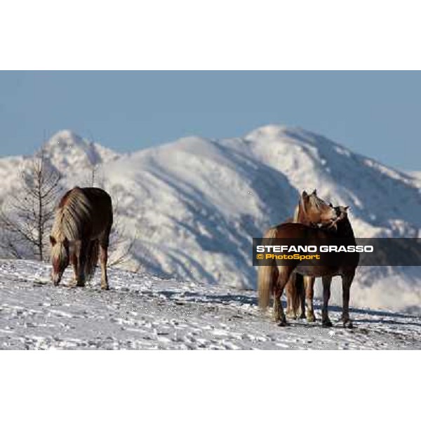 Hafling (BZ) - A freezing morning with the Haflinger ph.Stefano Grasso