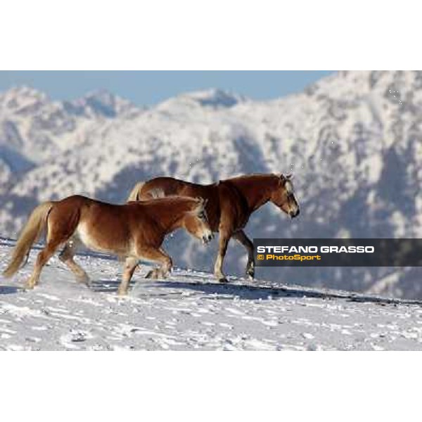 Hafling (BZ) - A freezing morning with the Haflinger ph.Stefano Grasso