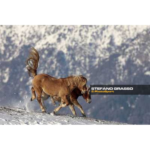 Hafling (BZ) - A freezing morning with the Haflinger ph.Stefano Grasso