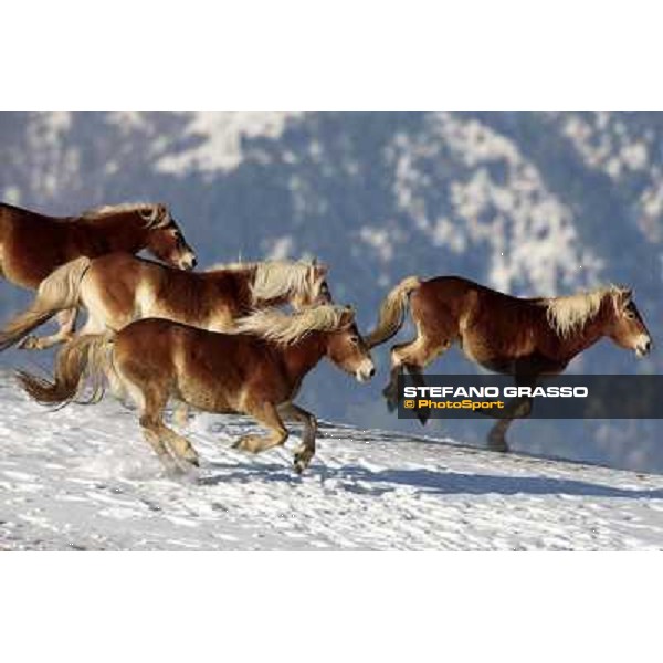 Hafling (BZ) - A freezing morning with the Haflinger ph.Stefano Grasso