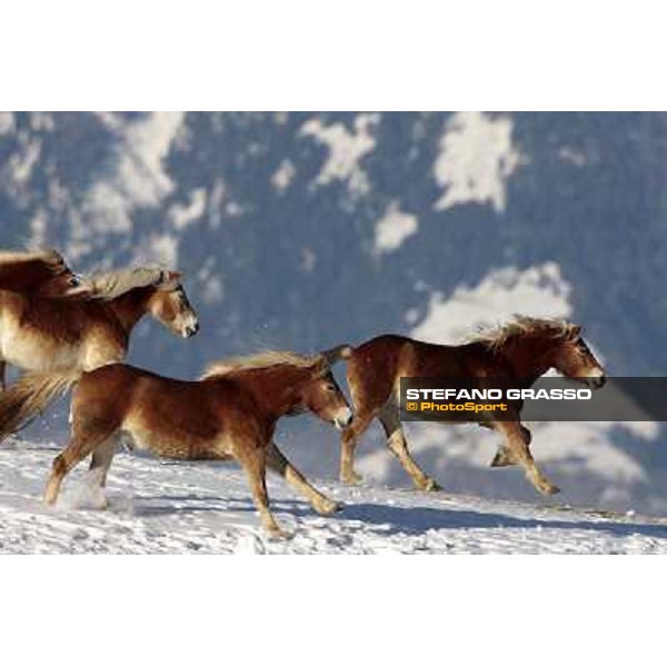 Hafling (BZ) - A freezing morning with the Haflinger ph.Stefano Grasso