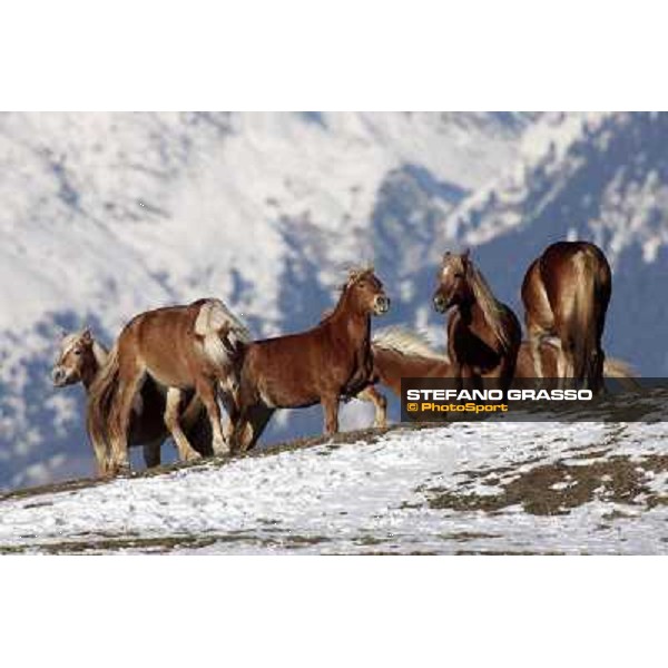 Hafling (BZ) - A freezing morning with the Haflinger ph.Stefano Grasso