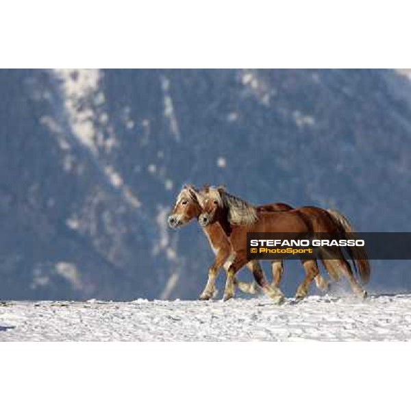 Hafling (BZ) - A freezing morning with the Haflinger ph.Stefano Grasso