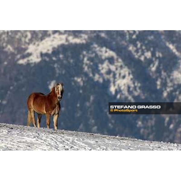 Hafling (BZ) - A freezing morning with the Haflinger ph.Stefano Grasso