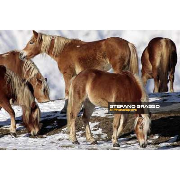 Hafling (BZ) - A freezing morning with the Haflinger ph.Stefano Grasso