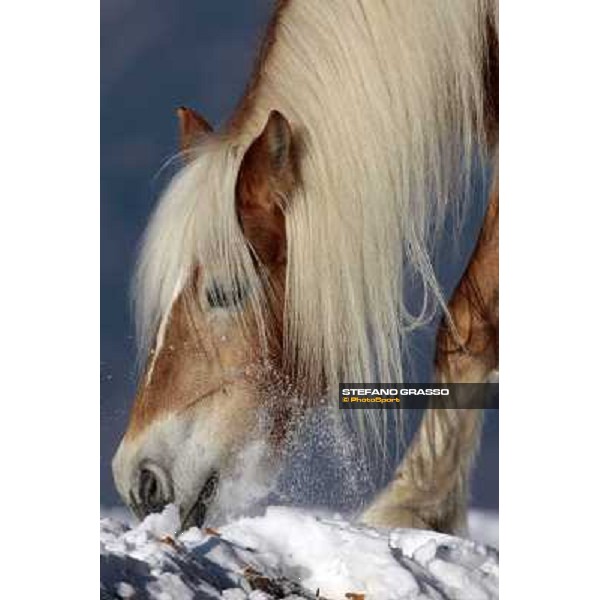Hafling (BZ) - A freezing morning with the Haflinger ph.Stefano Grasso
