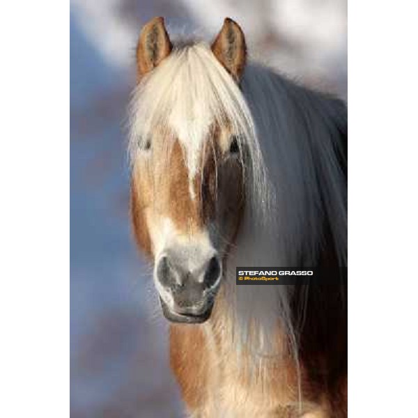 Hafling (BZ) - A freezing morning with the Haflinger ph.Stefano Grasso