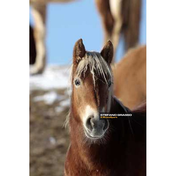 Hafling (BZ) - A freezing morning with the Haflinger ph.Stefano Grasso