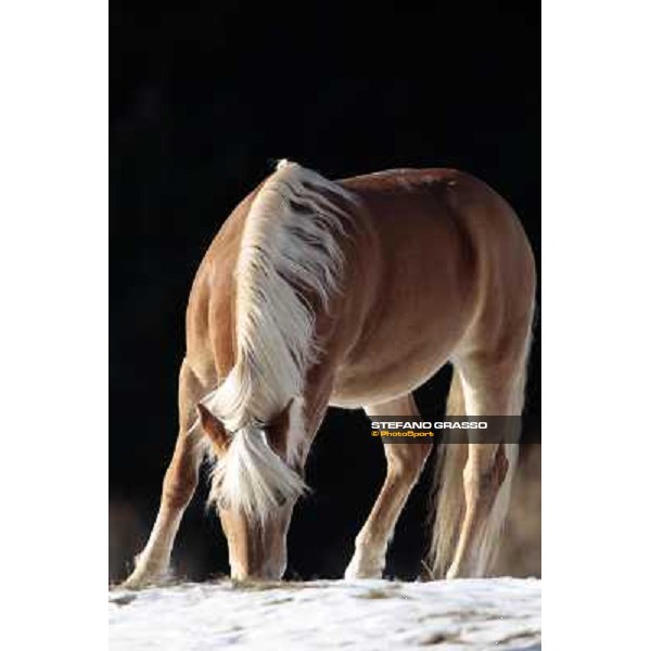 Hafling (BZ) - A freezing morning with the Haflinger ph.Stefano Grasso