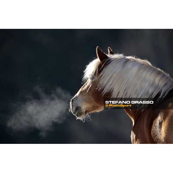Hafling (BZ) - A freezing morning with the Haflinger ph.Stefano Grasso