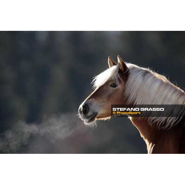 Hafling (BZ) - A freezing morning with the Haflinger ph.Stefano Grasso