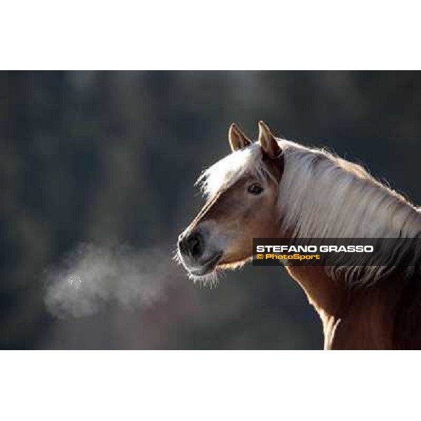Hafling (BZ) - A freezing morning with the Haflinger ph.Stefano Grasso