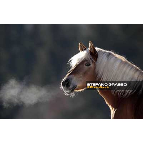 Hafling (BZ) - A freezing morning with the Haflinger ph.Stefano Grasso