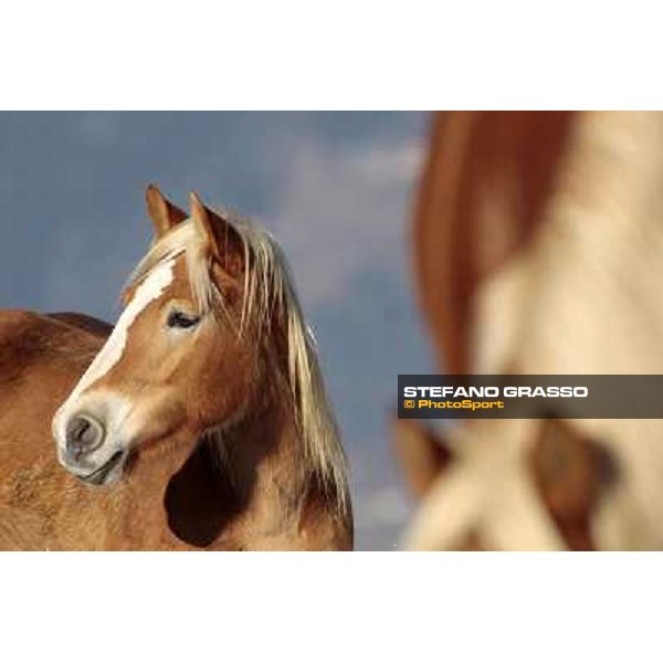 Hafling (BZ) - A freezing morning with the Haflinger ph.Stefano Grasso