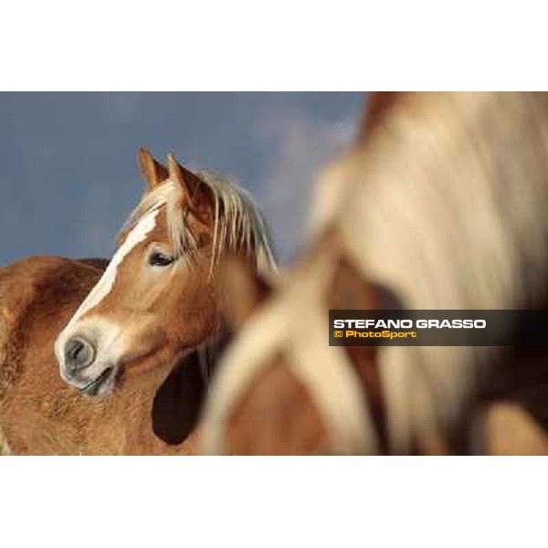 Hafling (BZ) - A freezing morning with the Haflinger ph.Stefano Grasso