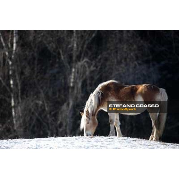 Hafling (BZ) - A freezing morning with the Haflinger ph.Stefano Grasso