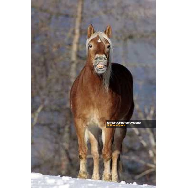 Hafling (BZ) - A freezing morning with the Haflinger ph.Stefano Grasso